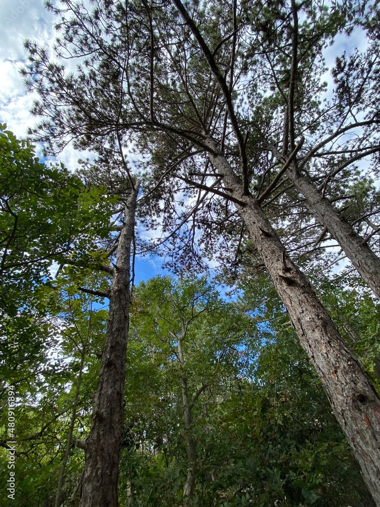 Fototapeta premium Rilke Weg Wanderweg bei Sistiana zwischen Duino und Triest in der Region Friaul-Julisch Venetien Italien 
