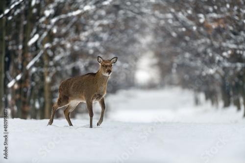 Female deer in the winter forest. Animal in natural habitat