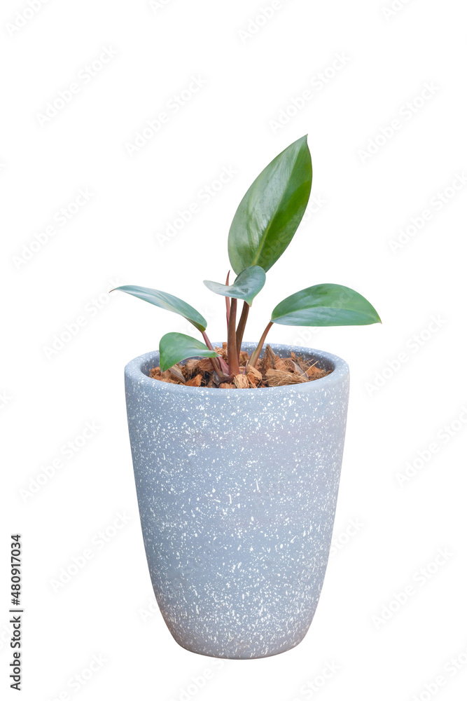 Homalomena Rubescens with clipping path isolated on white background, Pot plant with clipping path Homalomena Rubescens with clipping path isolated on white background, Pot plant with clipping path
