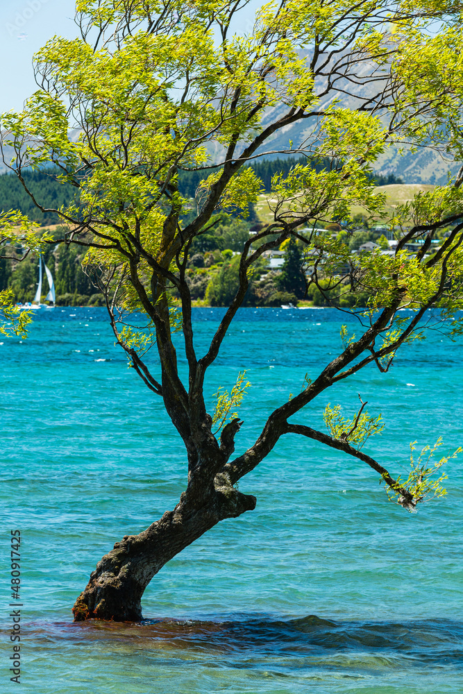 ニュージーランド　オタゴ地方のワナカ湖の湖内に立つワナカ・ツリー