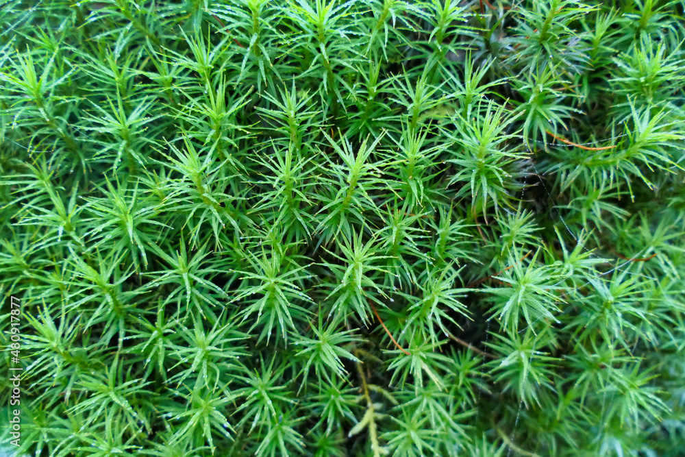 Close up of a cushion of Juniper Hair Cap Moss (Polytrichum juniperinum) found growing over a tree stump
Close up of a cushion of Juniper Hair Cap Moss (Polytrichum juniperinum) found growing over a tree stump