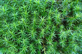 Close up of a cushion of Juniper Hair Cap Moss (Polytrichum juniperinum) found growing over a tree stump
