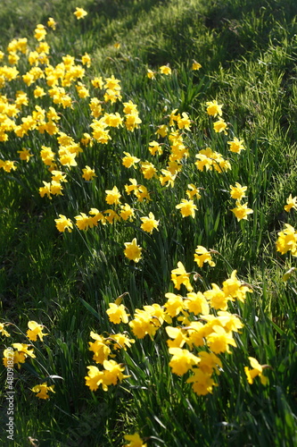 Gelbe Narzissen, Narzissenblüte (Narcissus Pseudonarcissus), Blumenbeet, Hang, Deutschland