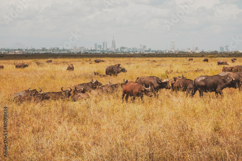 A herd of buffaloes grazing in the wild at Nairobi National Park  Kenya