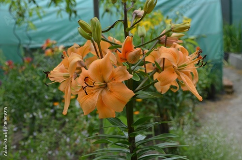 Blooming asiatic lily, Lilium 'Pearl Stacey' photo