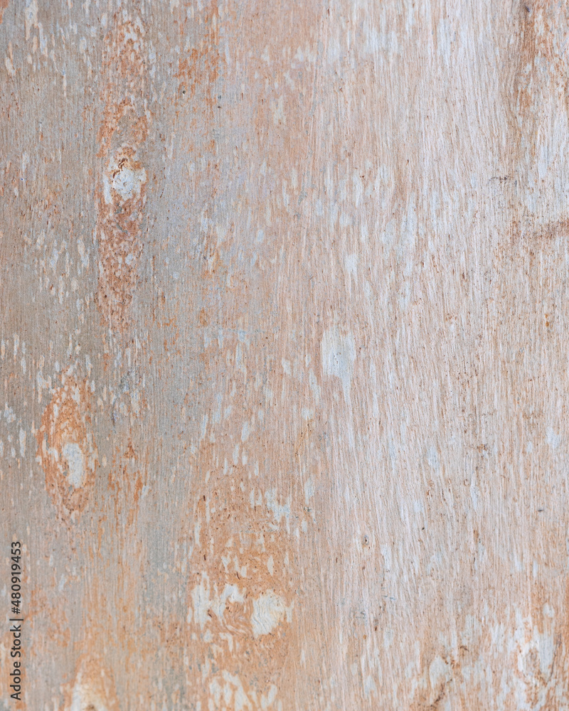 Eucalyptus trunk texture. Smooth wood without bark. Fullscreen Eucalyptus trunk texture. Smooth wood without bark. Fullscreen