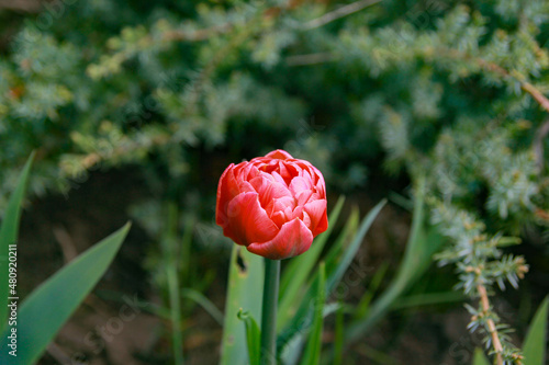 A flower of a lush bright pink tulip against a background of bright spring greenery in the park