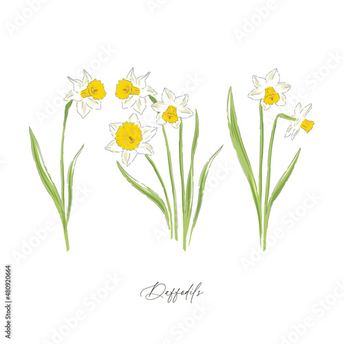 Daffodil spring Easter flower botanical hand drawn vector illustration set isolated on white. Vintage romantic cottage garden florals curiosity cabinet aesthetic print.