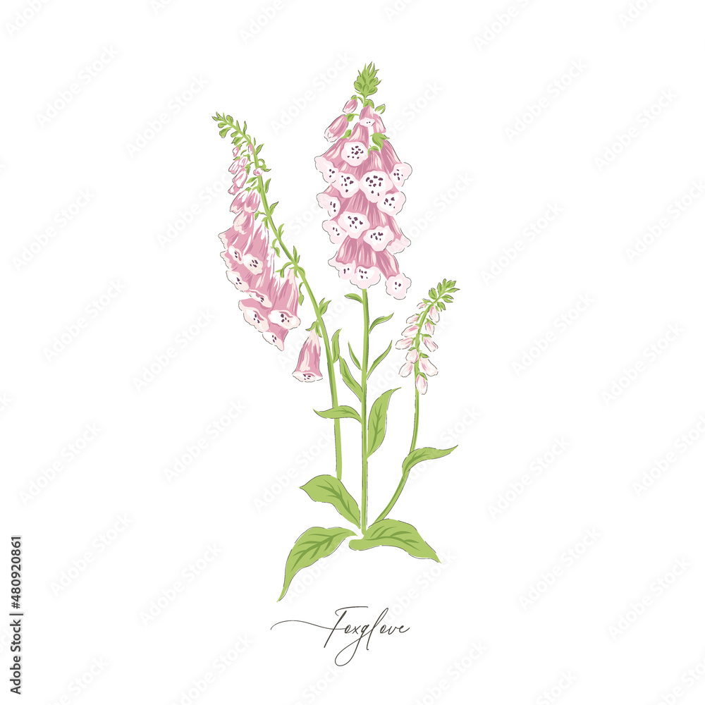 Foxglove spring summer flower botanical hand drawn vector illustration isolated on white. Vintage romantic cottage garden florals curiosity cabinet aesthetic print. - obrazy, fototapety, plakaty 