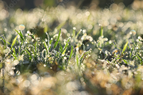 Beautiful green grass covered with dew on nice sunny morning, closeup