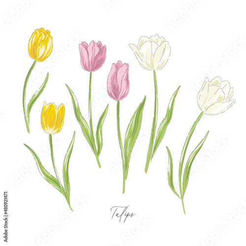 Tulips spring Easter flower botanical hand drawn vector illustration set isolated on white. Vintage romantic cottage garden florals curiosity cabinet aesthetic print.