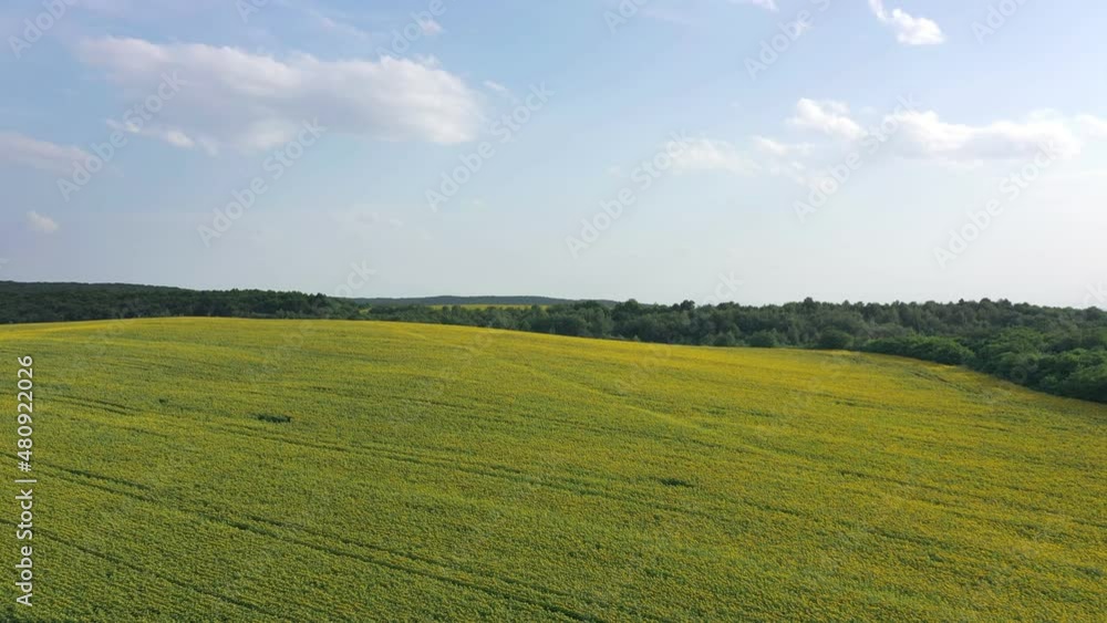 Aerial view of agricultural fields flowering oilseed. Field of sunflowers. Top view. Aerial view of agricultural fields flowering oilseed. Field of sunflowers. Top view.