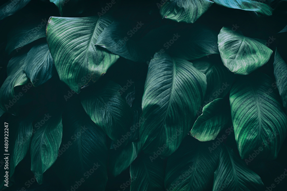dark green foliage, nature background