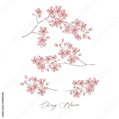 Sakura Cherry Blossom spring flower botanical hand drawn vector illustration set isolated on white. Vintage romantic cottage garden florals curiosity cabinet aesthetic print.