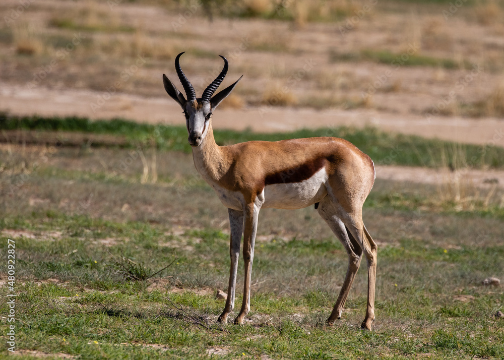 Side view of one springbok ram in the Kgalagadi Transfrontier Park in South Africa Side view of one springbok ram in the Kgalagadi Transfrontier Park in South Africa