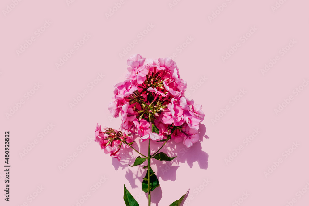 Pink beautiful flower phlox on pink background. Pink beautiful flower phlox on pink background.