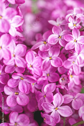 Beautiful pink lilac macro background. Blooming spring flowers wallpaper. Lovely seasonal floral closeup. Copy space. Atmospheric vertical photo. Selective focus.