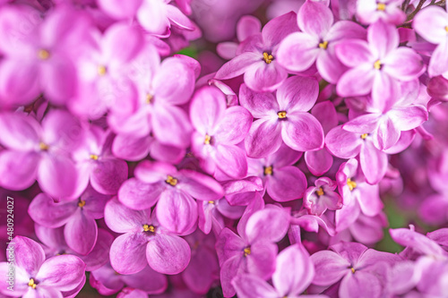 Fototapeta Naklejka Na Ścianę i Meble -  Beautiful spring flowers background. Bright pink lilac postcard with copy space. Selective focus, macro. Blooming lilac wallpaper.