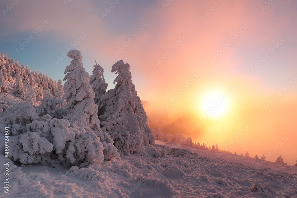 Winter landscape during sunset, snow-covered pine trees in the mountains
