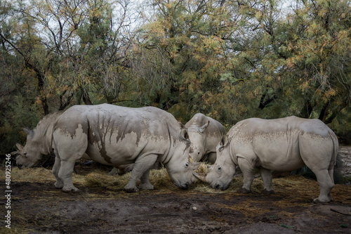 Rhinocéros savane groupe