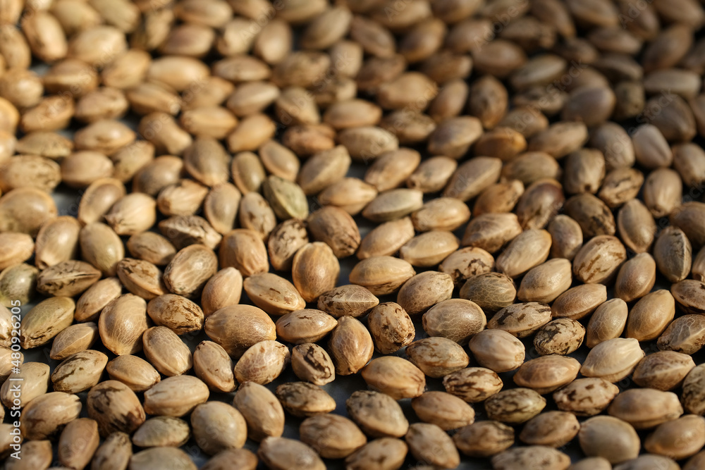 Hamp seeds macro. Cannabis harvest Hamp seeds macro. Cannabis harvest