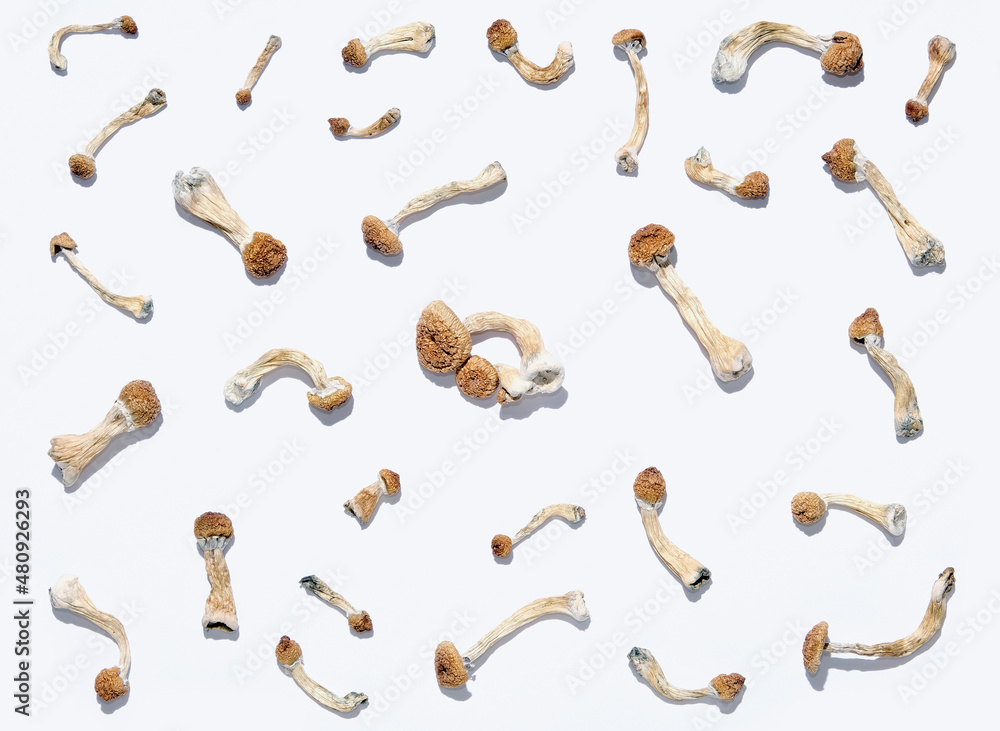 Layout of Psilocybe Cubensis mushrooms on white background. Psilocybin psychedelic magic mushrooms Golden Teacher. Top view, flat lay. Magic consciousness concept. Layout of Psilocybe Cubensis mushrooms on white background. Psilocybin psychedelic magic mushrooms Golden Teacher. Top view, flat lay. Magic consciousness concept.