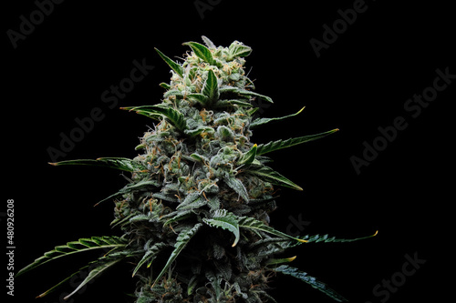 Behang Blooming cannabis bush