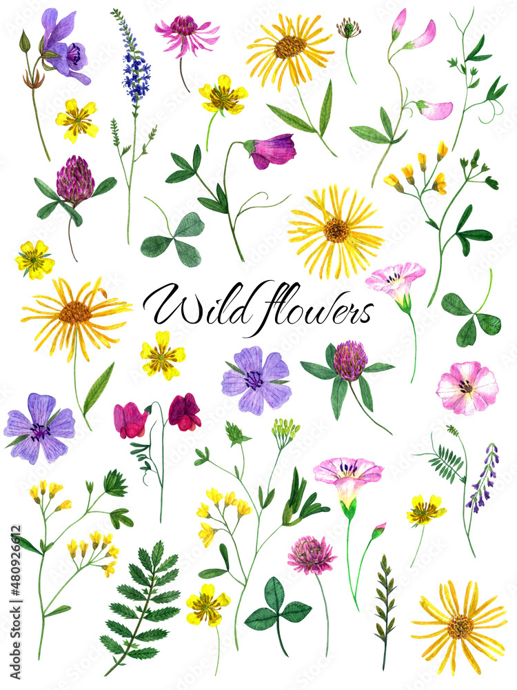 Watercolor wildflowers and herbs set. Design kit for construction postcards, invitations, paper for scrapbooking, and other prints.