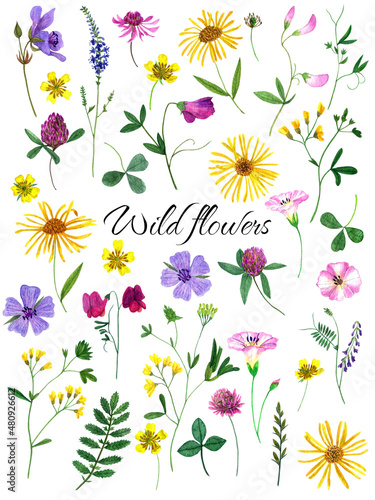 Watercolor wildflowers and herbs set. Design kit for construction postcards  invitations  paper for scrapbooking  and other prints.
