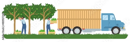 People picking apples in orchard, loading fruit crates into truck, vector illustration. Fruit harvesting. Agriculture.