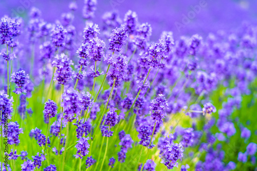 Fototapeta Naklejka Na Ścianę i Meble -  Lavender flower plant