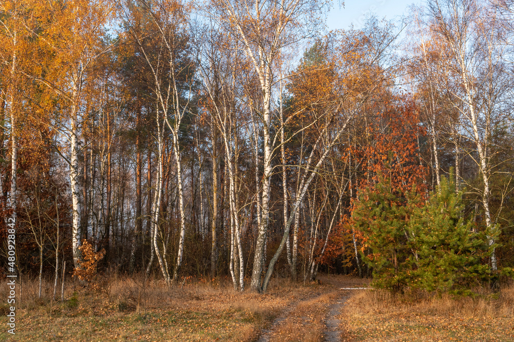 Fototapeta premium The forest is decorated with autumn colors. Hiking. Walk in the autumn forest.