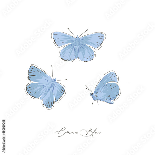 Common Blue butterfly insect hand drawn vector illustration set isolated on white. Vintage curiosity cabinet aesthetic print.