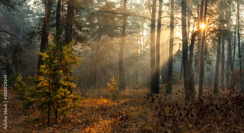 The sun's rays pierce the branches of the trees. Nice autumn morning. Pleasant weather for outdoor travel. The sun's rays pierce the branches of the trees. Nice autumn morning. Pleasant weather for outdoor travel.