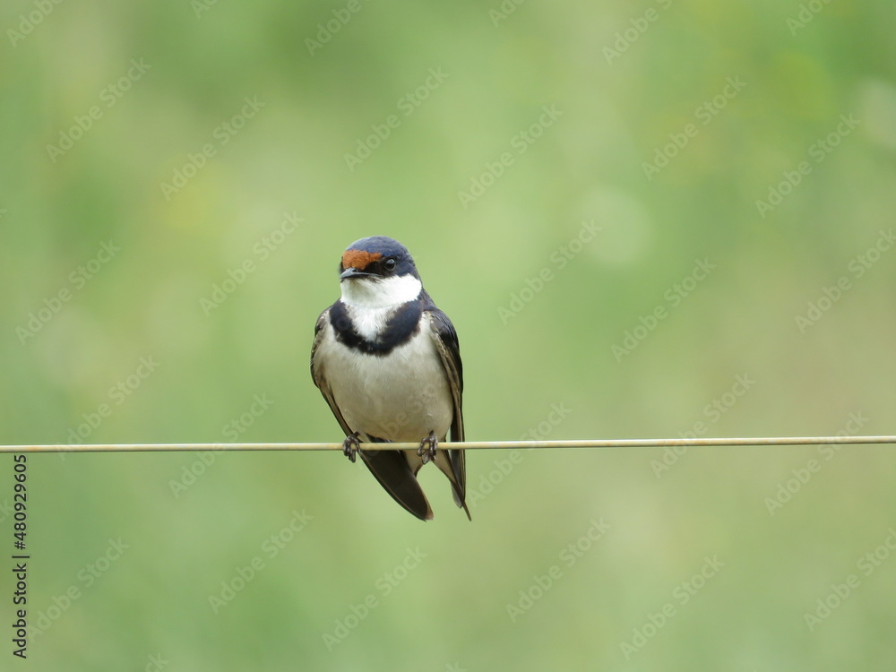 Obraz premium White throated swallow