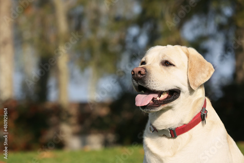 Yellow Labrador in park on sunny day. Space for text