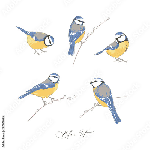 Blue Tit bird hand drawn vector illustration set isolated on white. Vintage curiosity cabinet aesthetic print.