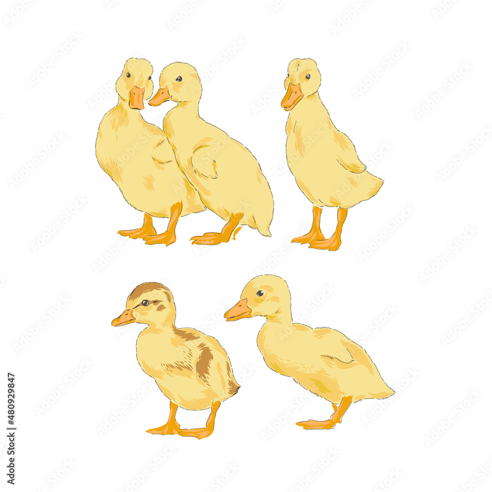 Duckling Baby duck farm bird hand drawn vector illustration set isolated on white. Vintage classic aesthetic print.