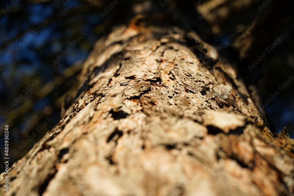 detail of fir bark. chip trunk, detail. detail of fir bark. chip trunk, detail.