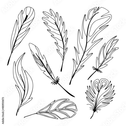 Set of hand drawn bird feathers isolated on a white background. Doodle, simple outline illustration. It can be used for decoration of textile, paper and other surfaces.