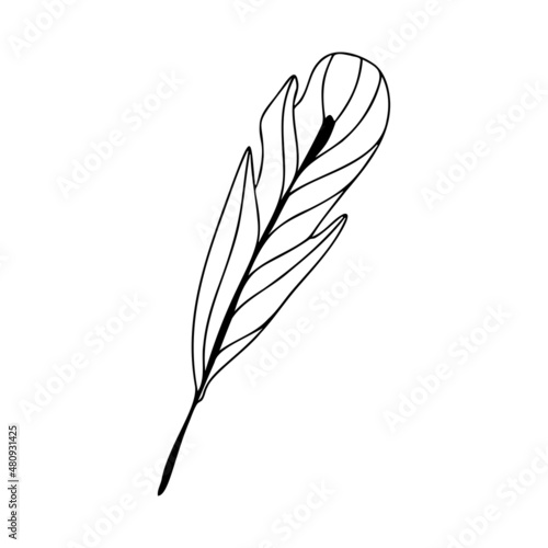 Hand drawn bird feather on a white isolated background. Doodle, simple outline illustration. It can be used for decoration of textile, paper and other surfaces.