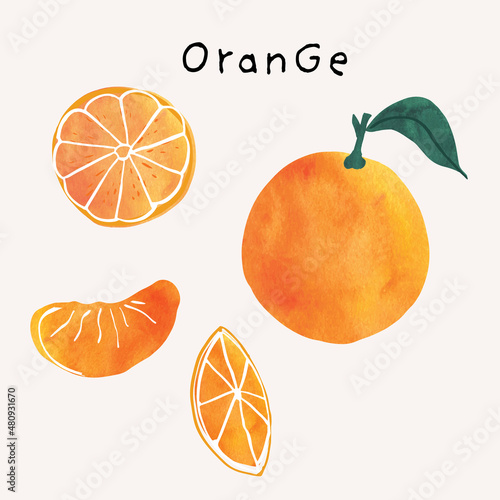 Orange citrus fruit watercolor illustration set. Painterly watercolor texture and ink drawing elements. Hand drawn and hand painted