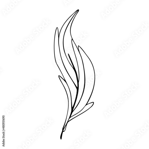 Hand drawn bird feather on a white isolated background. Doodle, simple outline illustration. It can be used for decoration of textile, paper and other surfaces.