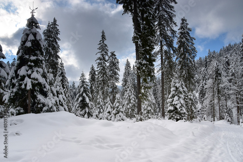 snow covered trees