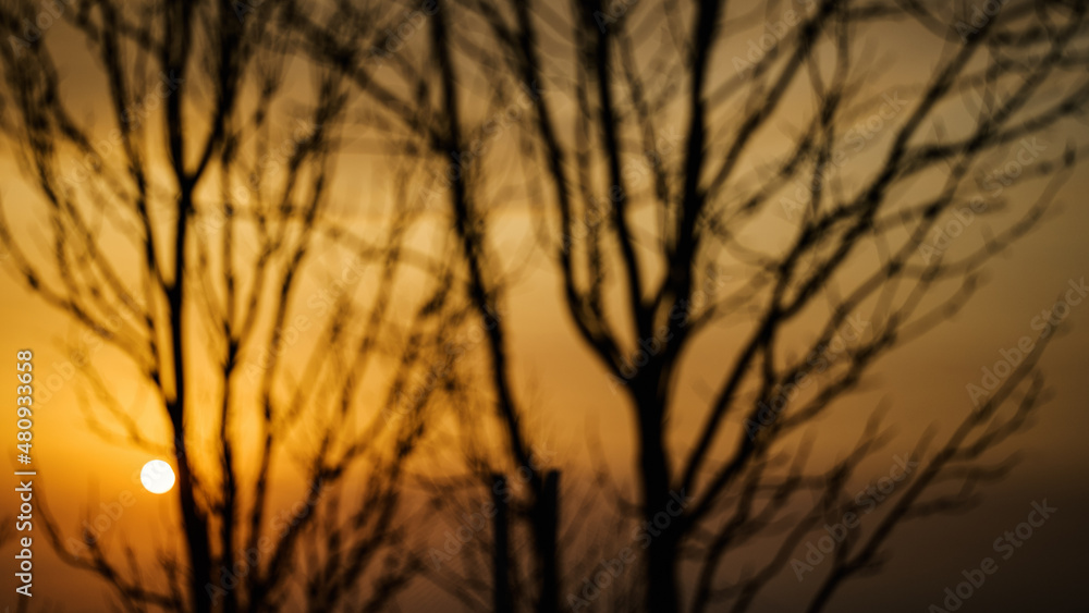 Obraz premium Tree branch silhouette at the sunset sky. Natural abstract background.