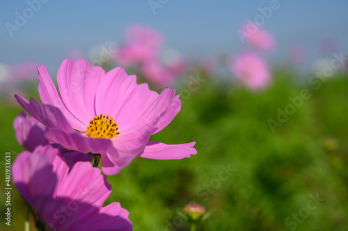 Beautiful pink cosmos flower  Cosmos Bipinnatus  blooming in natural park.