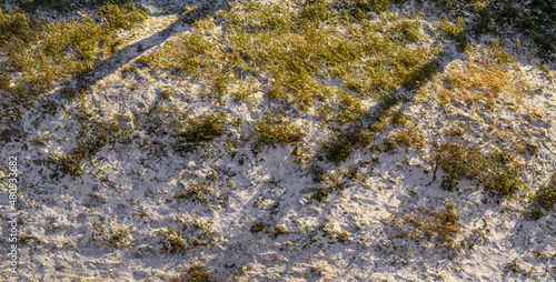 Grass are covered with a crust of ice after icy rain. Natural disaster.