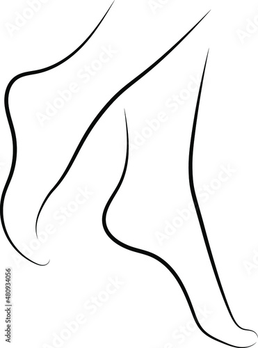 Ladies legs vector. Woman legs vector silhouettes. Female legs drawing.