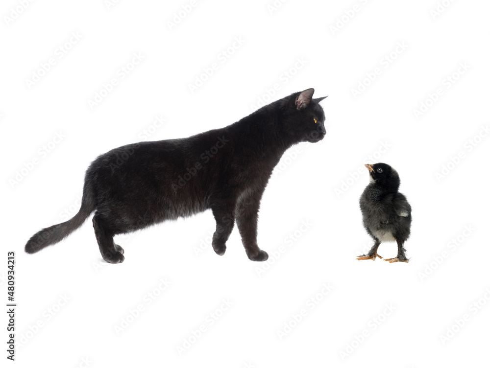 black cat looks at a black chicken on a white