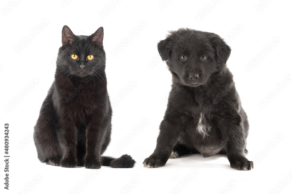 Obraz premium black cat and puppy sitting on a white background